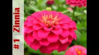 Top 10 Annuals to grow this Summer [upl. by Oiramej]