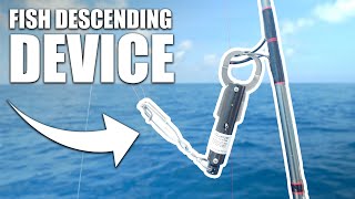 HOW TO USE A FISH DESCENDING DEVICE  Fish release tool [upl. by Gurney392]