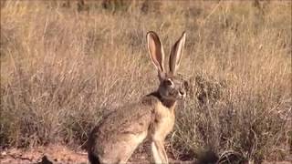 A REALLY BIG JACKRABBIT [upl. by Lewse]