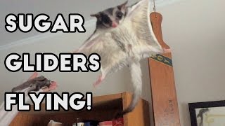 Sugar Gliders in Slow Motion [upl. by Nibroc]