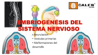 Neuroanatomía  Embriogénesis del Sistema Nervioso Part I [upl. by Llerraj]