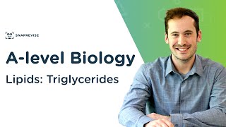 Lipids Triglycerides  Alevel Biology  OCR AQA Edexcel [upl. by Trometer]