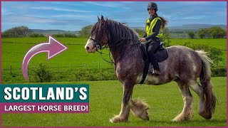 Riding the Clydesdale in Scotland [upl. by Polash594]