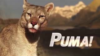 Puma Lion of the Andes  National Geographic  Wildlife Documentary HD [upl. by Jenesia127]