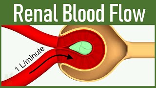 06 Renal Blood Flow [upl. by Aerdnaxela]