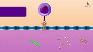 Cytotoxic T Cell  Microbiology and immunology Animations [upl. by Kurth]