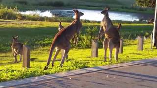 Kangaroo Fight  Clash of the Titans [upl. by Repsac]