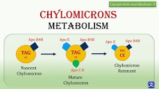 21Chylomicrons Metabolism  Lipid Metabolism  Biochemistry  NJOY Biochemistry [upl. by Asiulairam735]