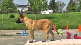 Malinois Puppy Training 12 weeks 4 [upl. by Erlandson864]