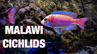 Guide to African Cichlid Care [upl. by Con875]