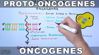 ProtoOncogenes and Oncogenes [upl. by Lothair]