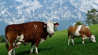 Cattle Breeds E11 Simmental cattle  dualpurpose type from Austria  Simmentaler Fleckvieh Kühe [upl. by Veneaux988]