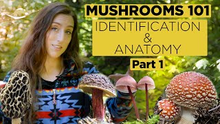 Mushrooms 101 Identification and Anatomy  Part 1 [upl. by Nilyac]