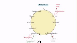 Amphibolic pathways of citric acid cycle [upl. by Eirahcaz]