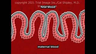 The Placenta Anatomy and Physiology [upl. by Pier]