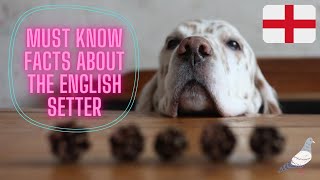 Getting To Know Your Dogs Breed English Setter Edition [upl. by Nalad]