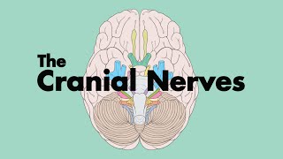 How to Remember the Cranial Nerves Mnemonic  MEDZCOOL [upl. by Voccola]