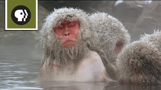 Snow Monkeys Soak in Hotsprings [upl. by Mcmaster]