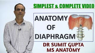 DIAPHRAGM  ANATOMY [upl. by Redan]