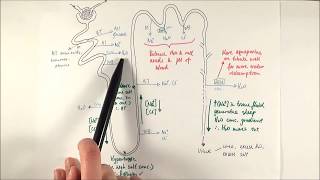 A2 Biology  Selective reabsorption OCR A Chapter 155 [upl. by Rockwood608]