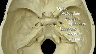 Cranial Foramina  Mnemonic Phrase [upl. by Vashti]