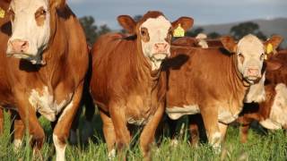 Simmental Large Corporate video [upl. by Blood708]