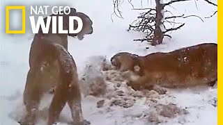 Watch How Pumas Fight Keep the Peace and Share a Meal  Nat Geo Wild [upl. by Tekcirk]