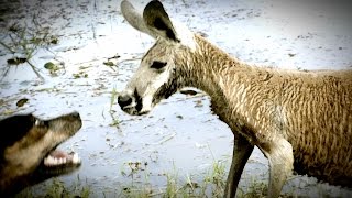 Kangaroo Tries to Drown Dog and Attacks The Owner [upl. by Annaira]