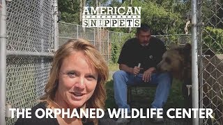 Orphaned Wildlife Center  Bears Playing Deer Grazing Squirrels Feeding [upl. by Ruddy]