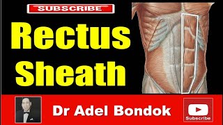 Rectus Sheath Dr Adel Bondok Making Anatomy Easy [upl. by Pattani]