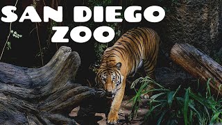 San Diego Zoo  Walking Tour 4K [upl. by Faustine]