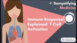 Immune Response Explained TCell Activation [upl. by Newmann]