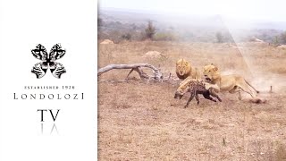 Unforgettable Encounter 5 Lions Ambush One Hyena [upl. by Aicert]