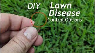 How To Prevent Fungus In The Lawn Using Home Depot Products  Lawn Fungus Control [upl. by Waylon]