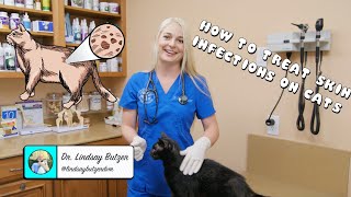 How to Treat Generalized Skin Infections on Cats [upl. by Namreg]