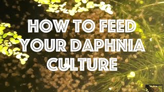 How To Feed Your Daphnia Culture [upl. by Furie]