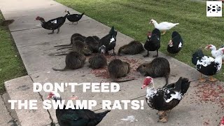 Dont feed the swamp rats at Krauss Baker Park [upl. by Adaurd]