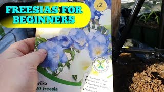 How to grow FREESIAS for beginners part 1 [upl. by Iow]