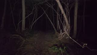 4K・Back to night Aokigahara forest no pranks [upl. by Joceline]