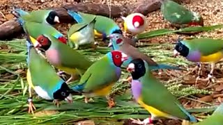 Gorgeous Gouldian Finches  my 2016 breeding stock [upl. by Evy]