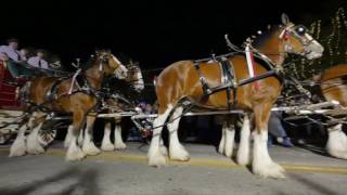 Barrel Racing a Clydesdale [upl. by Onimod600]