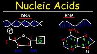 Nucleic Acids  RNA and DNA Structure  Biochemistry [upl. by Dirk757]