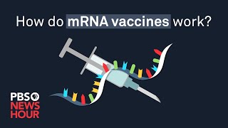 How do mRNA COVID19 vaccines work [upl. by Ydnak]