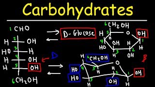 Carbohydrates  Haworth amp Fischer Projections With Chair Conformations [upl. by Cadel69]