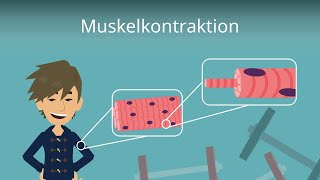 Muskelkontraktion einfach erklärt [upl. by Akemahs]