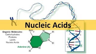 Nucleic Acids amp DNA Replication updated [upl. by Sirtimed]