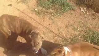 Pitbull Fight [upl. by Bohlen]