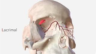 Ophthalmic Artery  Anatomy Branches amp Relations [upl. by Xirdnek472]