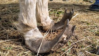 Rescue Donkey with Overgrown Hooves gets Pedicure Part 1 [upl. by Ycats]