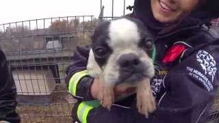 100 Animals Rescued from Puppy Mill and Cruelty Situation [upl. by Koral]